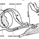 Image for article titled This Is Why You Scratch an Itch